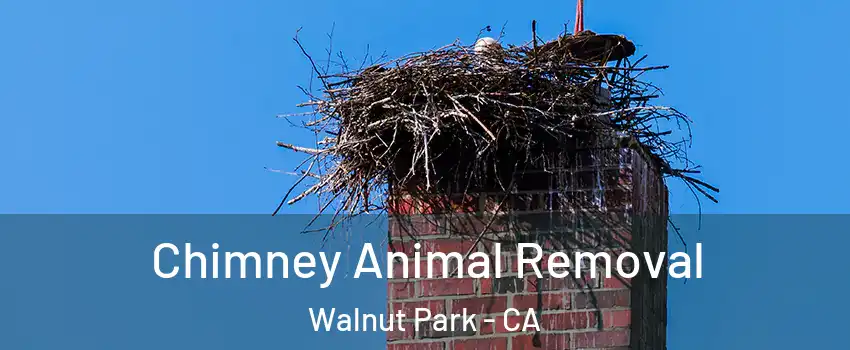 Chimney Animal Removal Walnut Park - CA